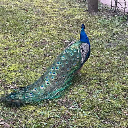 Apartman K22 Park Lazienki Aparts In Varsó