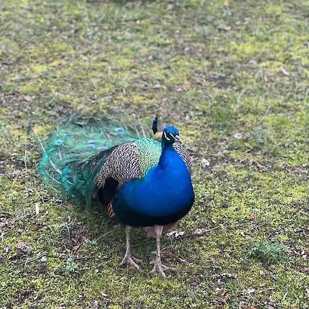 K22 Park Lazienki Aparts In * Varsó